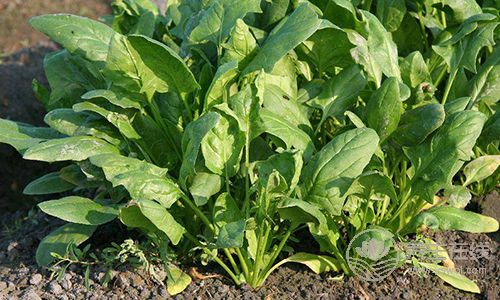 肺癌、胃癌，9種癌癥吃&quot;1&quot;種蔬菜可預(yù)防