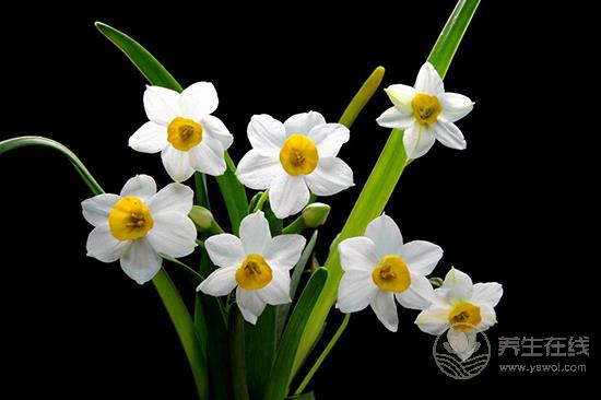 這些花卉有毒，最好不要在家里養