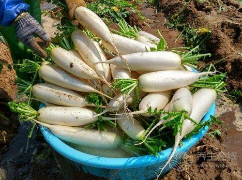 嗓子疼痛難不用吃藥,5種食物吃一吃,能好! 嗓子疼痛難不用吃藥,5種食物吃一吃,能好!