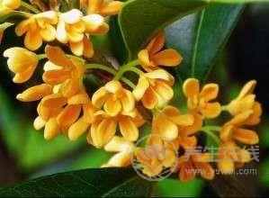 治胃病用桂花泡水 這個小偏方屢試不爽