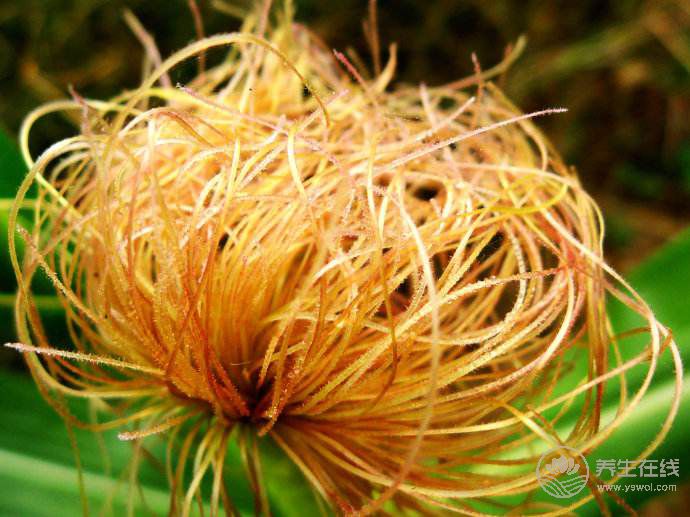 餐餐都吃的空心菜功效多得驚人