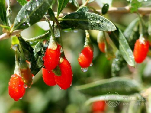 血液粘稠容易危及生命，生活中這些食物可以緩解