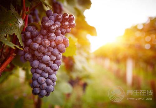 葡萄好吃營養高，但也別小看了它的皮，渾身都是寶