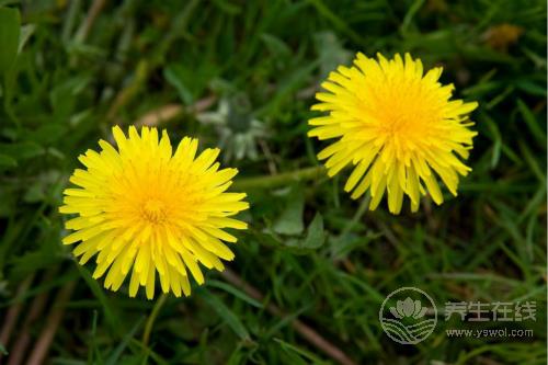 消炎止痛的4種食物，口腔潰瘍一吃就好