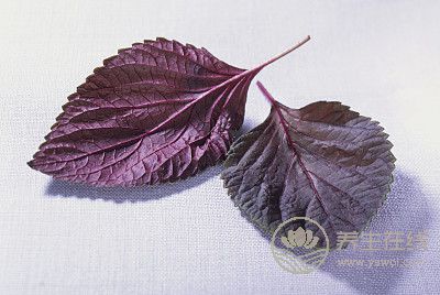 小小一片葉，用處可不小！怎么吃好？送你4個食譜