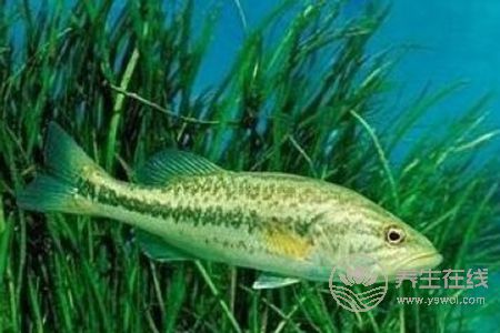 清蒸鱸魚蒸多久比較好？教你如何挑選比較好的鱸魚