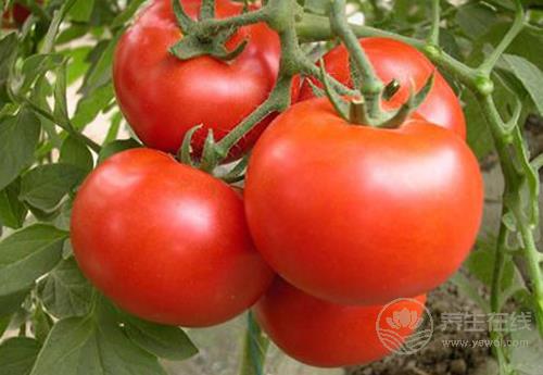 常吃西紅柿，對身體有這些好處