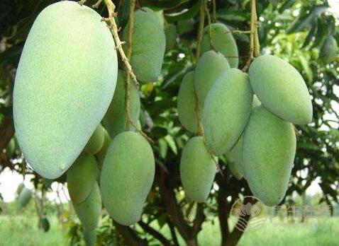 女性多吃這幾種水果，潤膚美白，省下化妝品錢