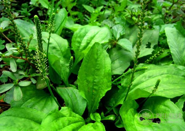 農(nóng)村常見的車前草，泡水喝的作用你知道嗎？