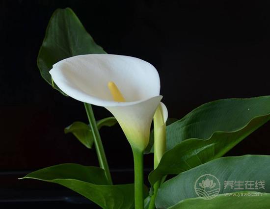 這些花卉有毒，最好不要在家里養