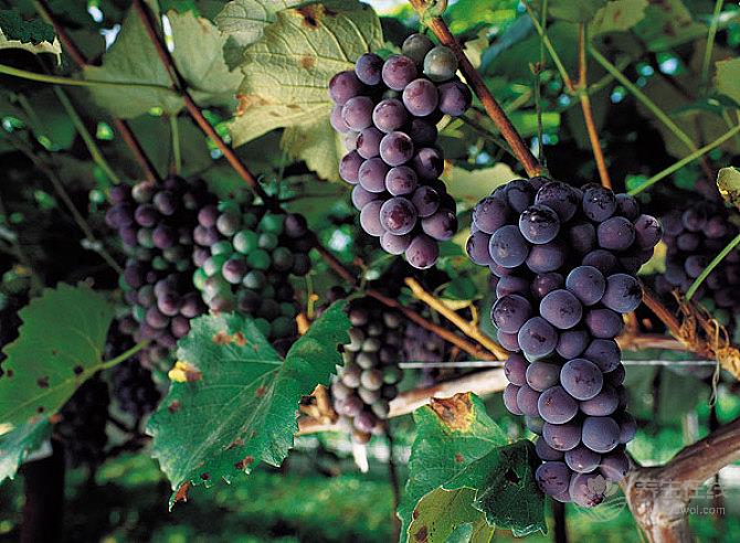 夏天吃這種水果好處多多