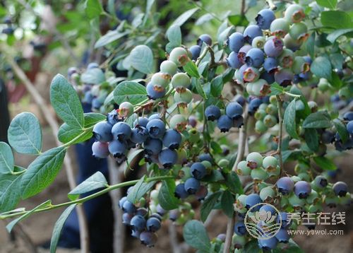 16種食物能健腦、增強(qiáng)記憶力，讓你擺脫健忘