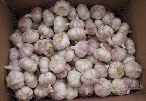 大蒜對(duì)身體有啥好處？為什么人人都搶著吃