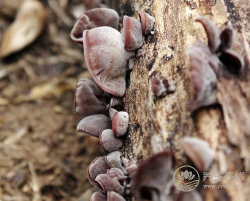 8種食物容易引起中毒，很常見，不懂的人要看看