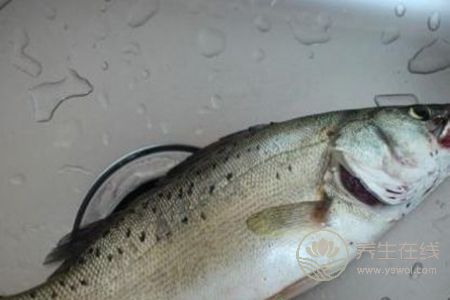 清蒸鱸魚蒸多久比較好？教你如何挑選比較好的鱸魚