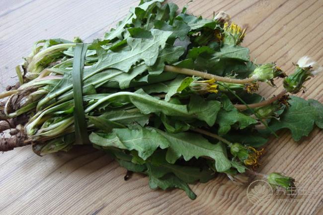 吃荔枝上火怎么辦？4個(gè)辦法解決