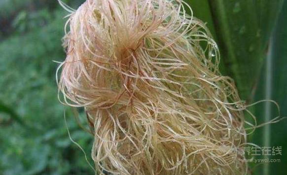 別扔掉玉米須,煮水喝比吃玉米更健康! 別扔掉玉米須,煮水喝比吃玉米更健康!