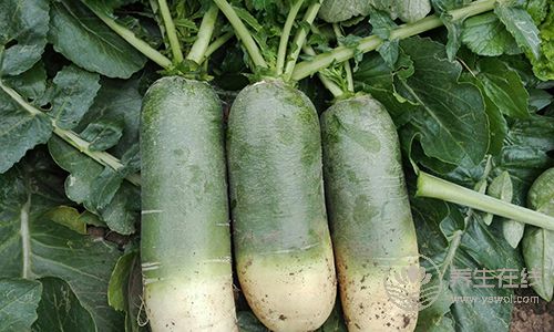 蘿卜是個好東西，但是不同的蘿卜有不同的功效，別吃錯了