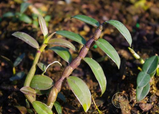 被譽為“中華九大仙草”之一的石斛，泡水喝有什么作用