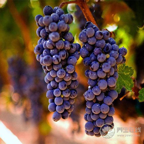 想要身體排毒，就常吃4種水果