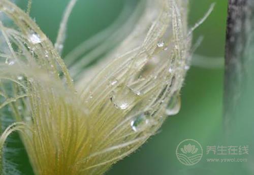 扔掉的玉米須泡水喝，1杯勝過(guò)3副藥