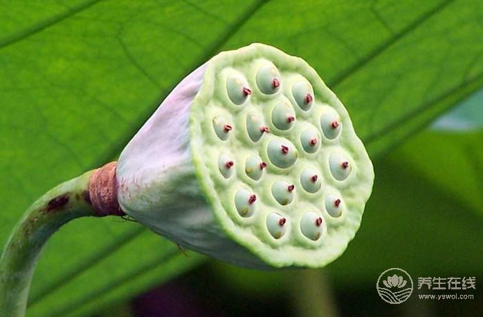 養(yǎng)生食譜蓮藕 養(yǎng)生食譜蓮藕