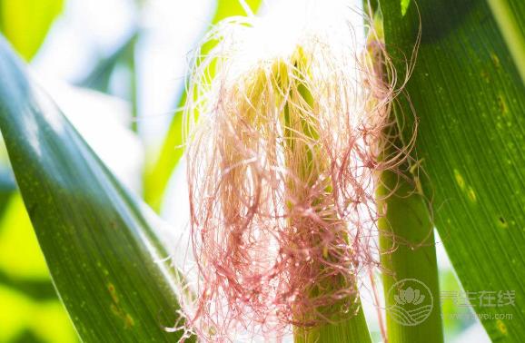 別扔掉玉米須,煮水喝比吃玉米更健康! 別扔掉玉米須,煮水喝比吃玉米更健康!