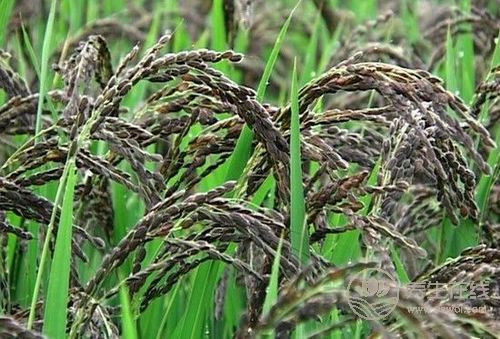 飲食多三黑少三白 更養生長壽