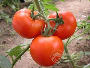 西紅柿和它們一起吃簡直是絕配! 西紅柿和它們一起吃簡直是絕配!