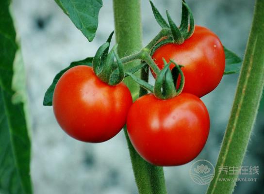 每天吃番茄的好處，給你總結好了