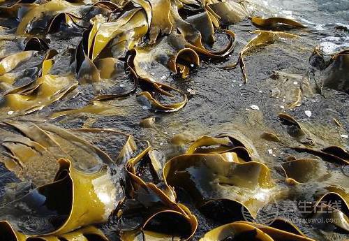 養護血管健康，少不了這幾種食物