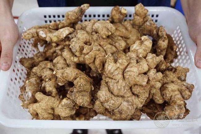 沒想到，生姜還有這么多品種，你都認齊了嗎