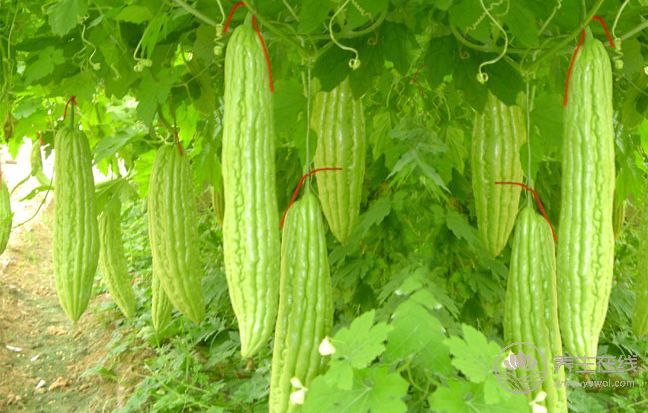 養肝一整年，食物養肝這些你都知道嗎？