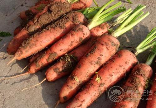 冬季護(hù)膚,不要小看這些食物 冬季護(hù)膚,不要小看這些食物