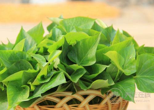 紅薯葉其貌不凡,有“蔬菜中的人參”之稱,不愛吃的虧了 紅薯葉其貌不凡,有“蔬菜中的人參”之稱,不愛吃的虧了