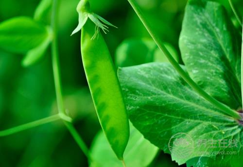 常吃荷蘭豆，對身體有這些好處，你知道嗎？