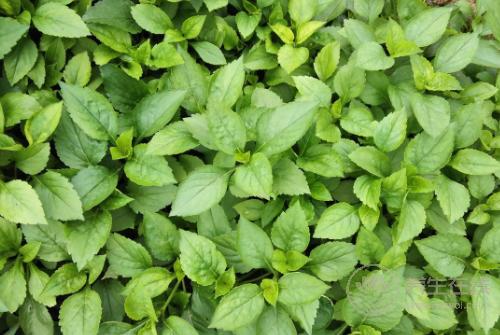 經(jīng)常喝酒肝不好，多吃5種綠色蔬菜，肝就會變好