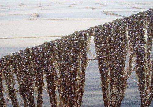 1種家常菜被稱為長壽菜，抗癌降三高，人人吃得起