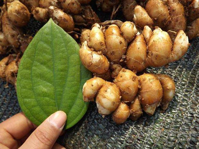 沒想到，生姜還有這么多品種，你都認齊了嗎