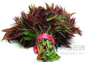 野菜營養高 不識慎食用