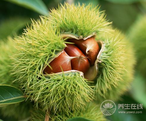 板栗的外皮怎么去掉?這樣做皮容易剝開