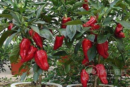 血液粘稠容易危及生命，生活中這些食物可以緩解