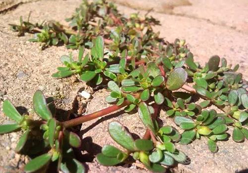 白帶異常怎么辦？4款食療比藥有用！