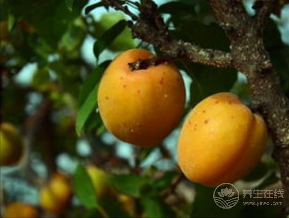 治咳嗽氣喘的水果有哪些,這些比吃藥都管用