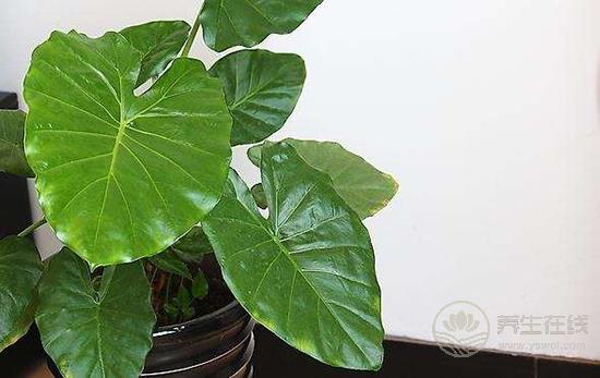 這些花卉有毒，最好不要在家里養