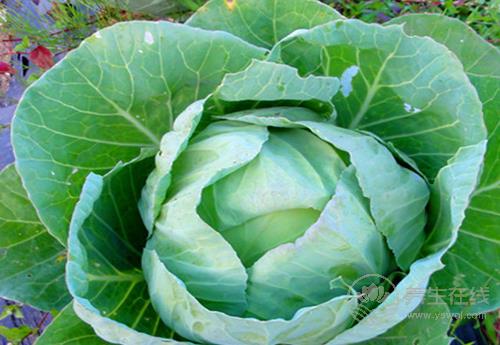 養護血管健康，少不了這幾種食物