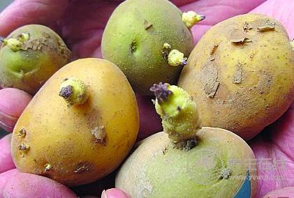 這5種常見的果蔬竟自帶毒素，食用要特別注意！