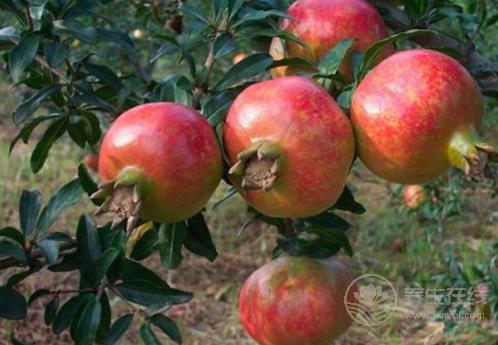 冬天吃石榴好嗎？7個禁忌要知道