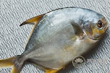 冷凍的鯧魚該怎么吃好呢?鯧魚的營養價值有哪些
