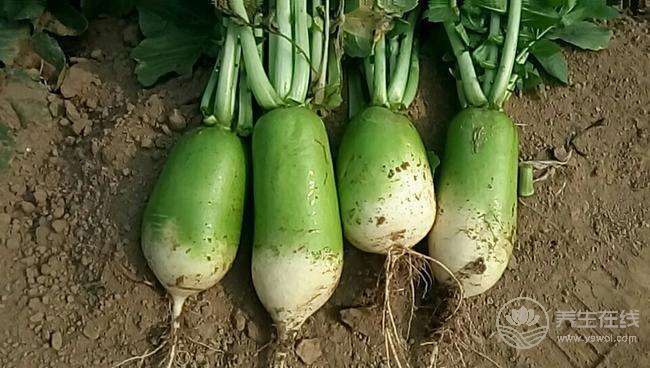 白蘿卜和它一起吃 能抗癌、降三高、預防感冒···